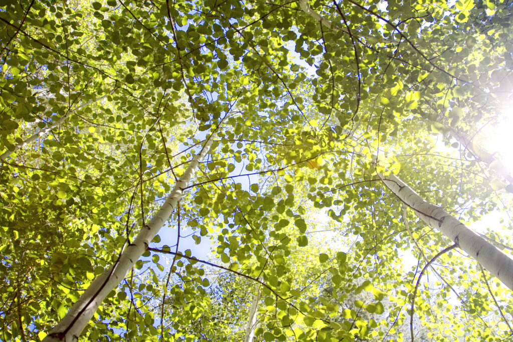 Aspen trees